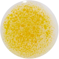 01 - Прозрачный желтый - Двухфазное масло для губ Crypto/Biphase lip oil Crypto, Influence Beauty (01 - Прозрачный желтый)